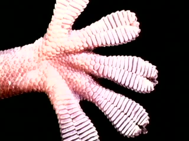 creaturi extraordinare soparla gecko picioare