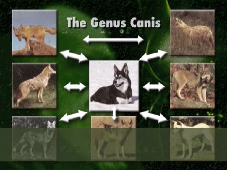origineaspeciillor genul canis