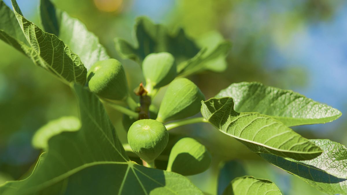 De ce Israel? - Intaiul nascut al lui Dumnezeu...